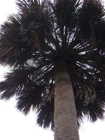 Backyard Palm Tree